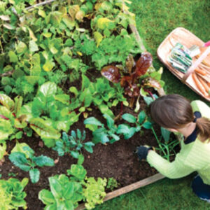 Garden Maintenance Consultation